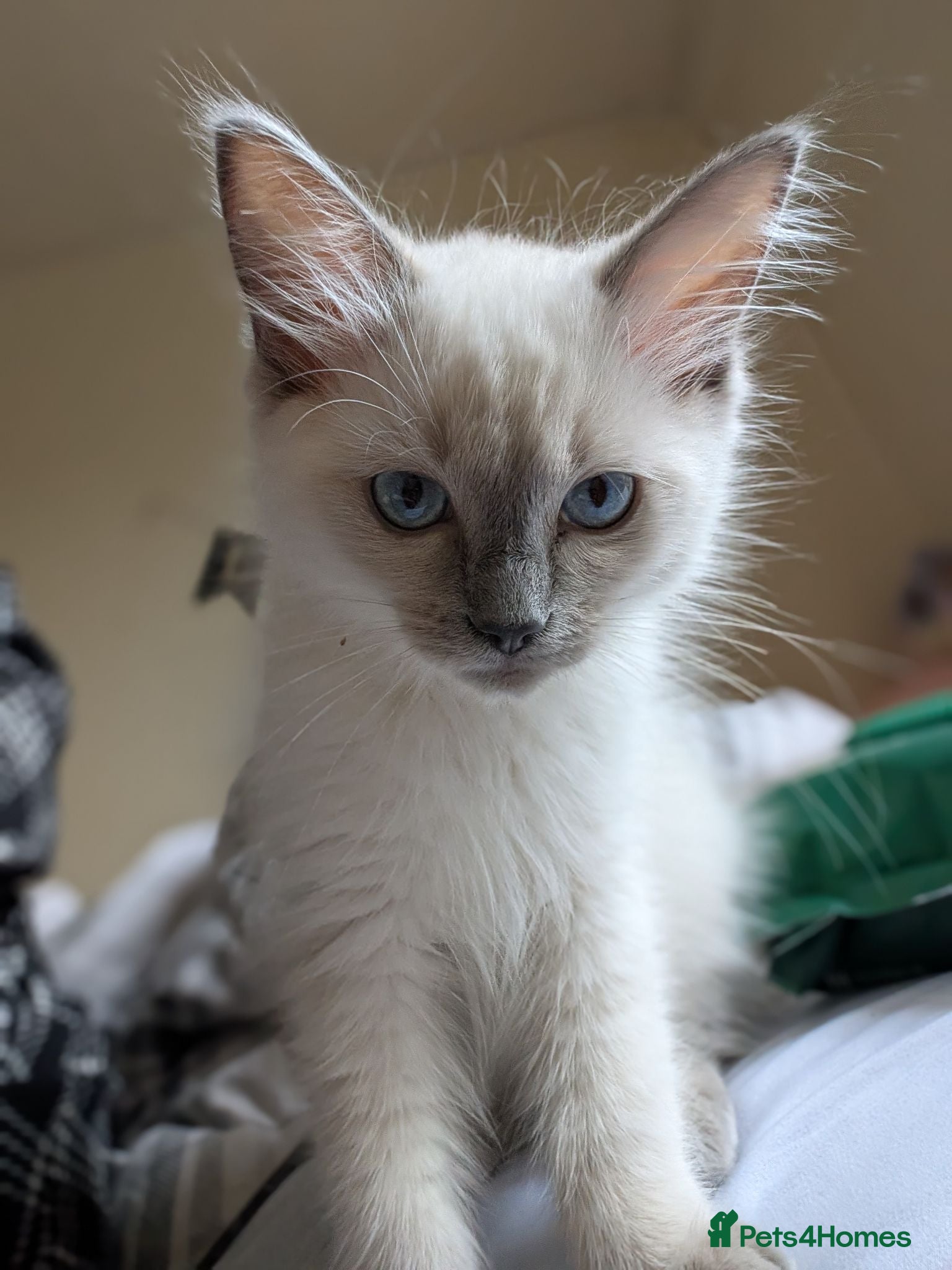 Ragdoll cats GCCF Registered Bluepoint Kitten - Advert 13