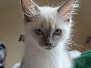 Ragdoll cats GCCF Registered Bluepoint Kitten to be rehomed - Advert 3