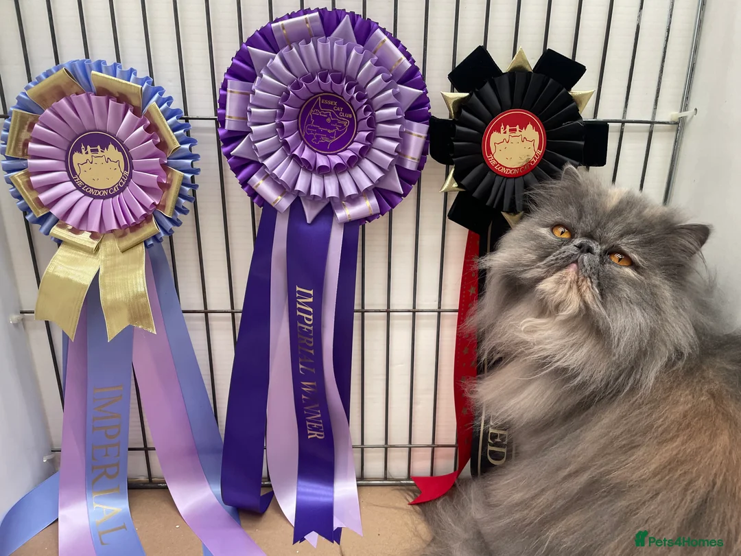 Persian cats for sale: GCCF Registered Blue Persian Kittens  - Advert 3