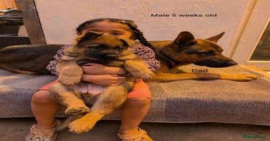 German Shepherd dogs - Advert 2