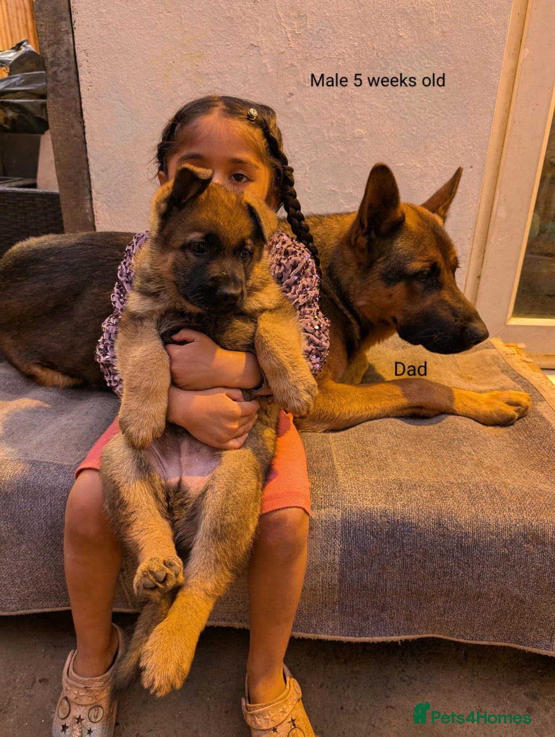 German Shepherd dogs for sale: Beautiful Excellent Health Chubby GSD puppies! - Image 3