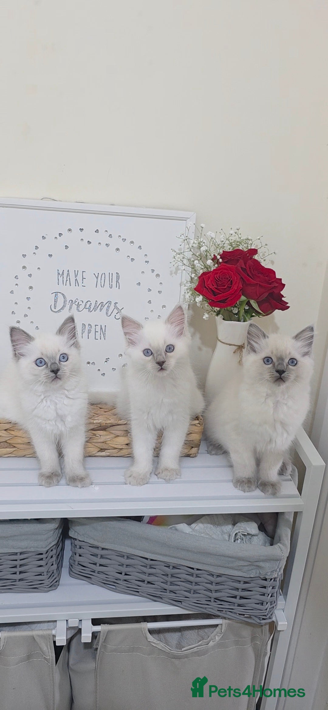 Ragdoll cats Blue point Ragdoll kittens for sale  in Cradley Heath - Advert 3