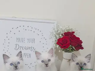 Ragdoll cats Blue point Ragdoll kittens for sale in Cradley Heath - Advert 2