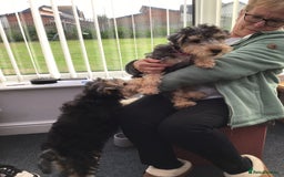 Lakeland Terrier dogs for sale: Lakeland terrier  - Image 4