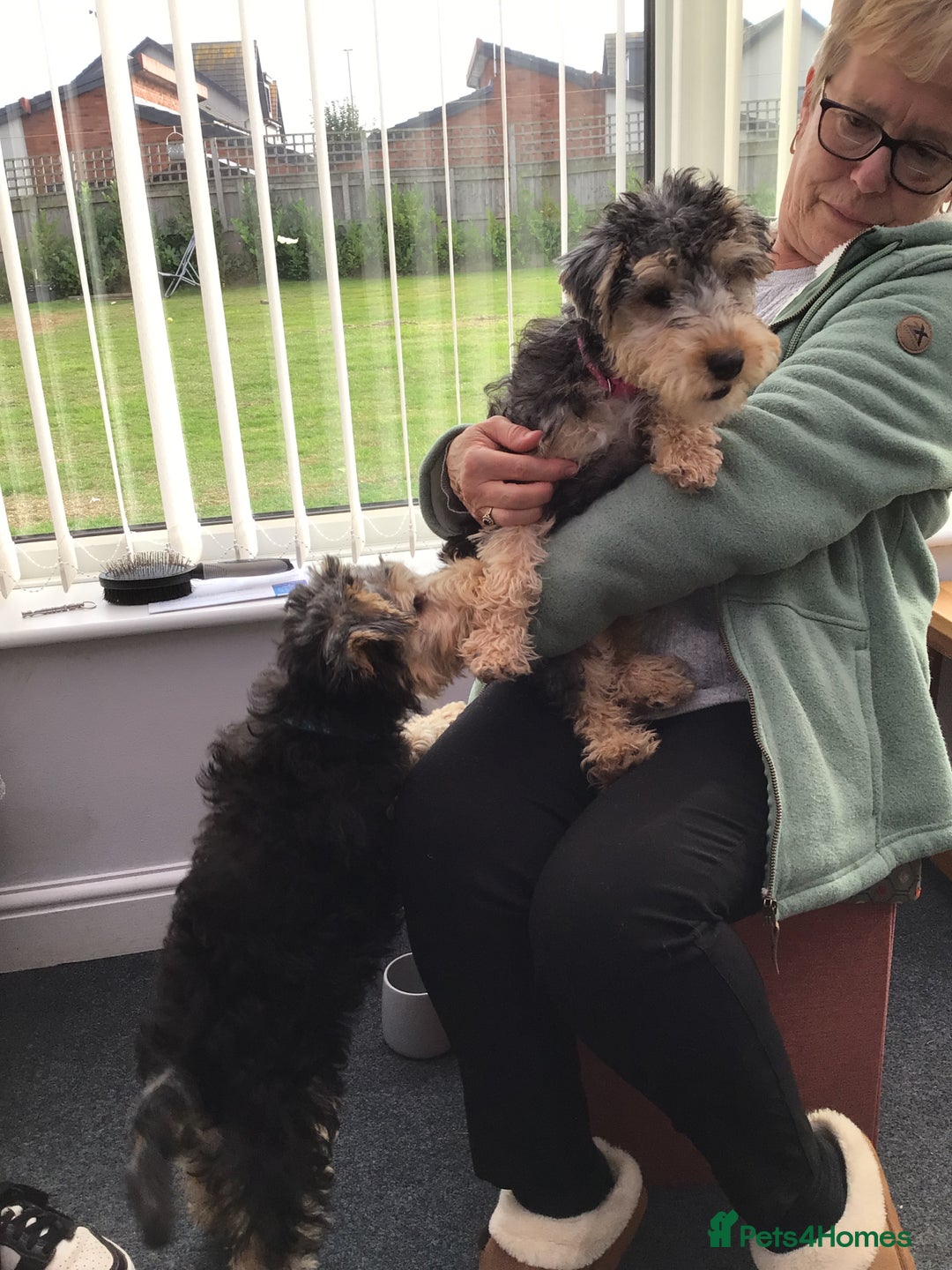 Lakeland Terrier dogs for sale: Lakeland terrier  - Image 4