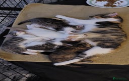 Mixed Breed cats for sale: 5 beautiful kittens female - Advert 1