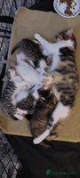 Mixed Breed cats 5 beautiful kittens female - Advert 11