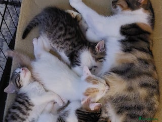 Mixed Breed cats 5 beautiful kittens female - Advert 6