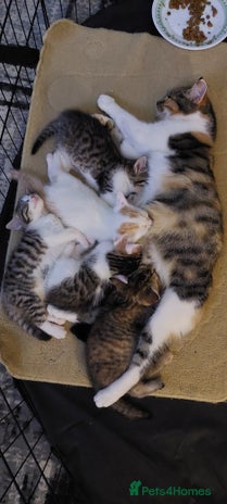 Mixed Breed cats 5 beautiful kittens female - Advert 1