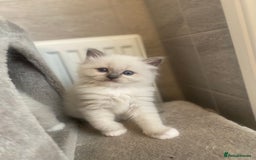 Ragdoll cats for sale: Beautiful doll face Ragdoll kittens  - Image 10