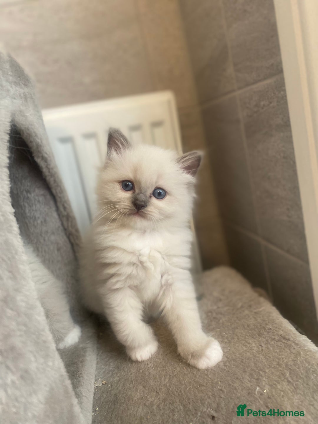 Ragdoll cats for sale: Beautiful doll face Ragdoll kittens  - Image 10