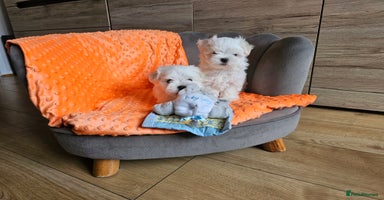 Maltese dogs - Advert 9