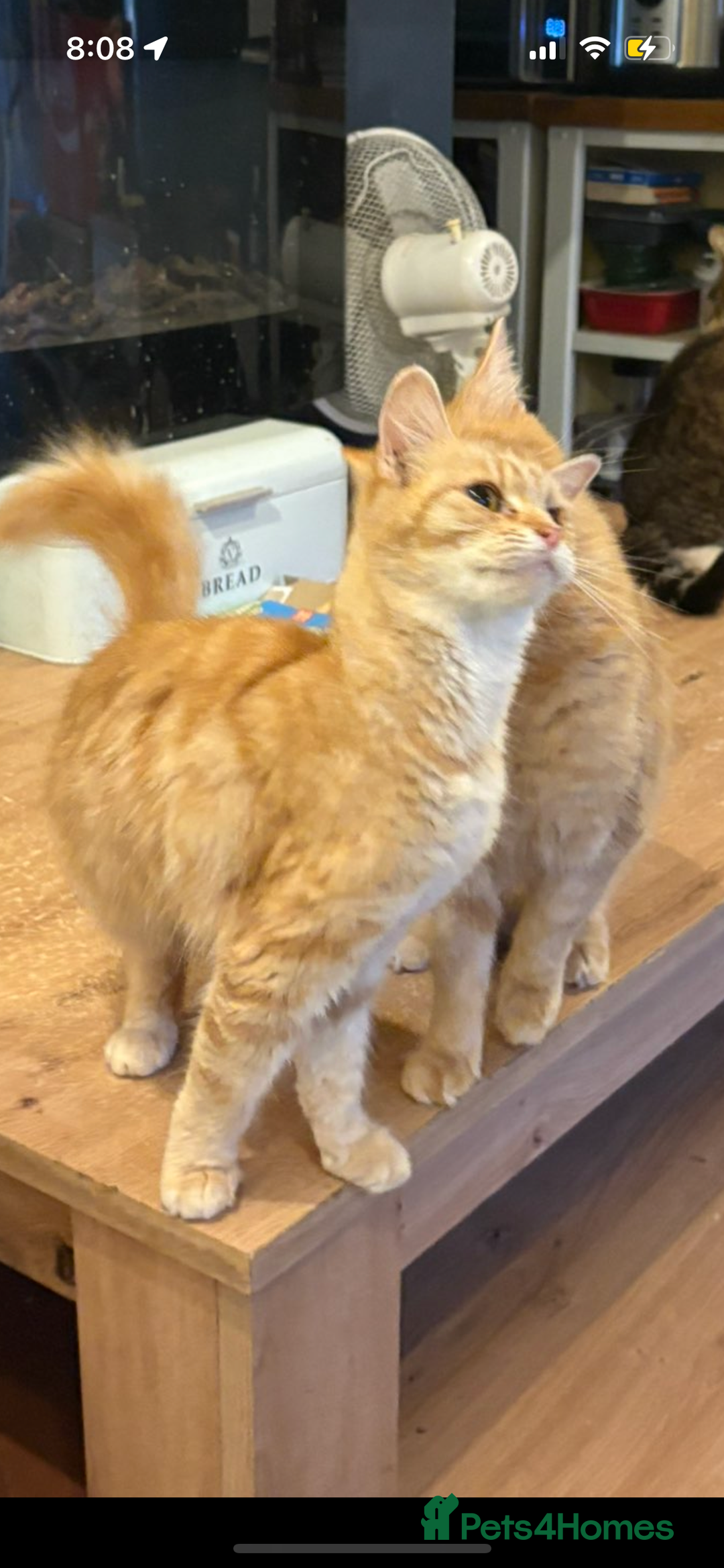 Mixed Breed cats for sale: Sammy and Tammy  - Advert 10