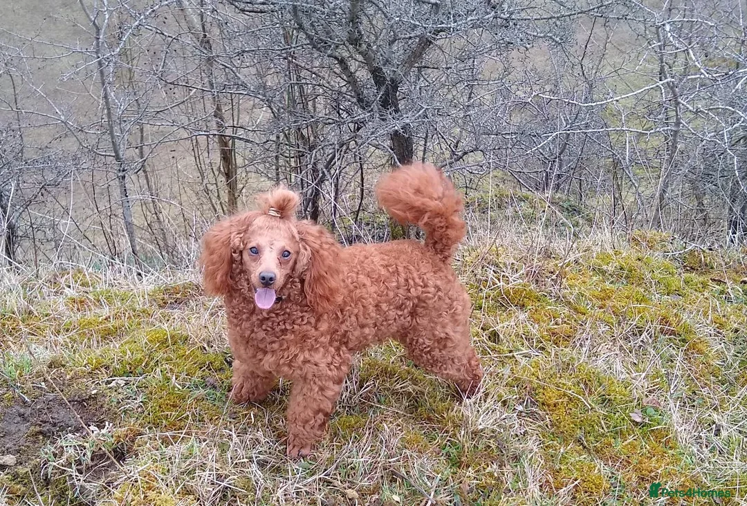 Cockapoo dogs for sale: Cockapoo pups - Advert 10
