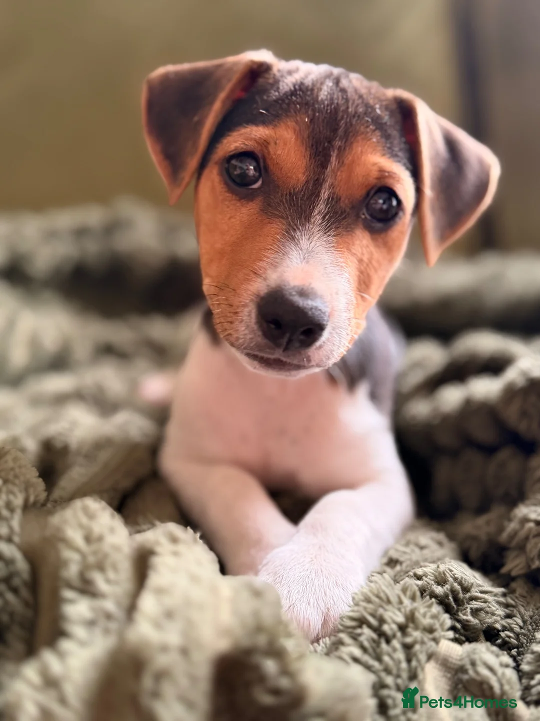 Jack Russell dogs for sale: Boy Jack Russell  in Bristol - Advert 2