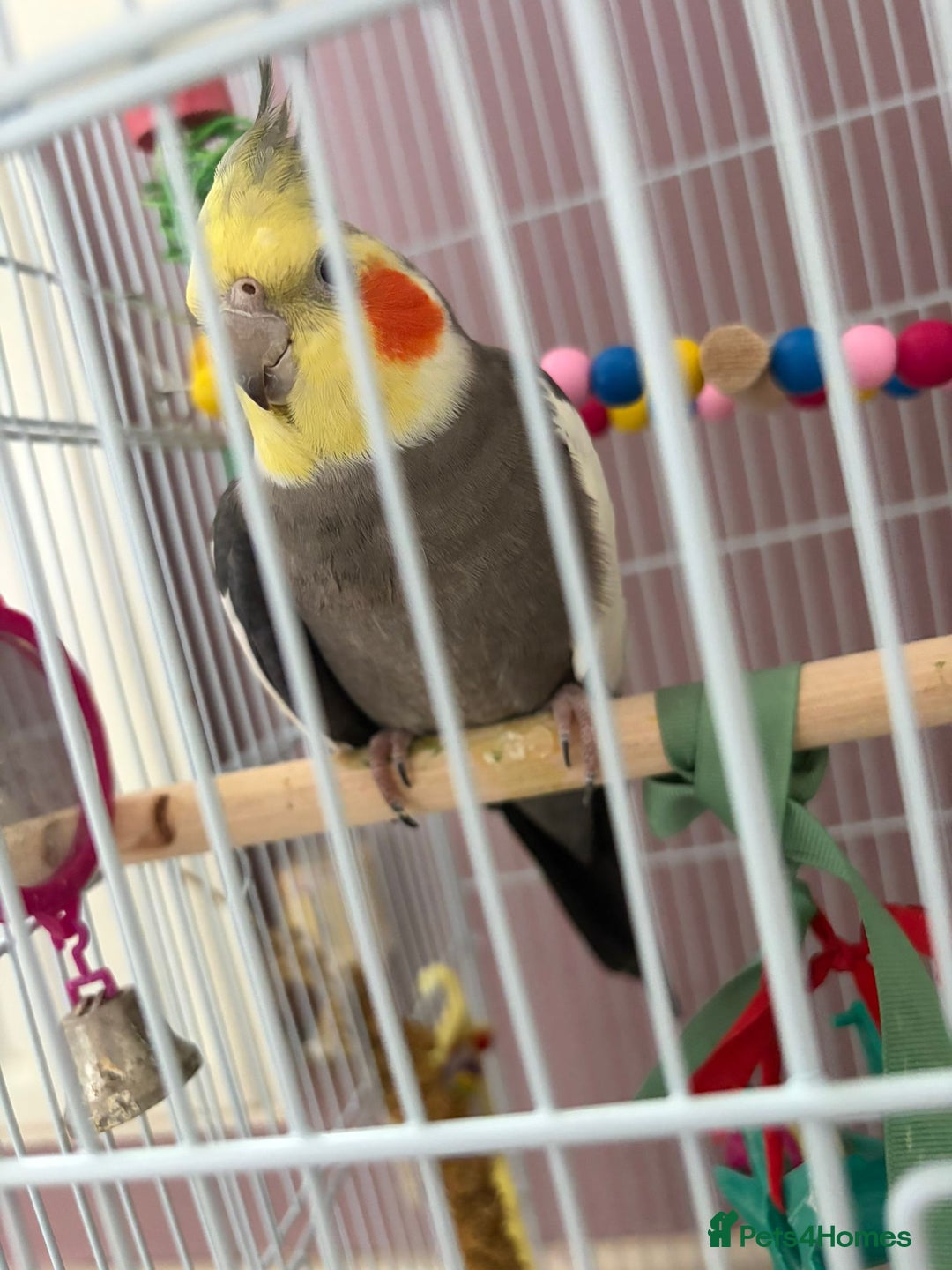 Cockatiels birds for sale: Cockatiel male  - Advert 9