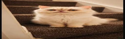 Persian cats for sale: 5 adorable Persian kittens for sale in Birmingham - Advert 11