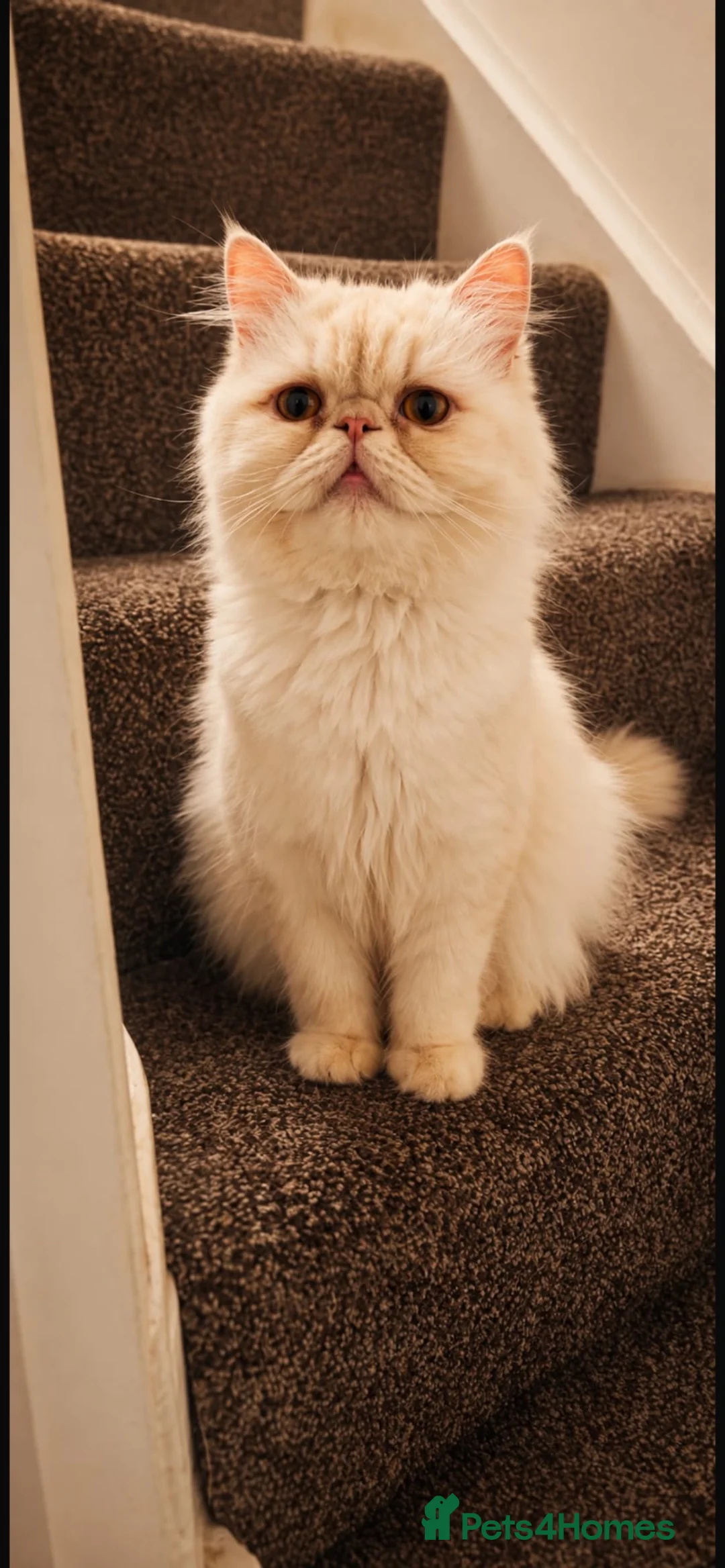 Persian cats for sale: 5 adorable Persian kittens for sale in Birmingham - Advert 11