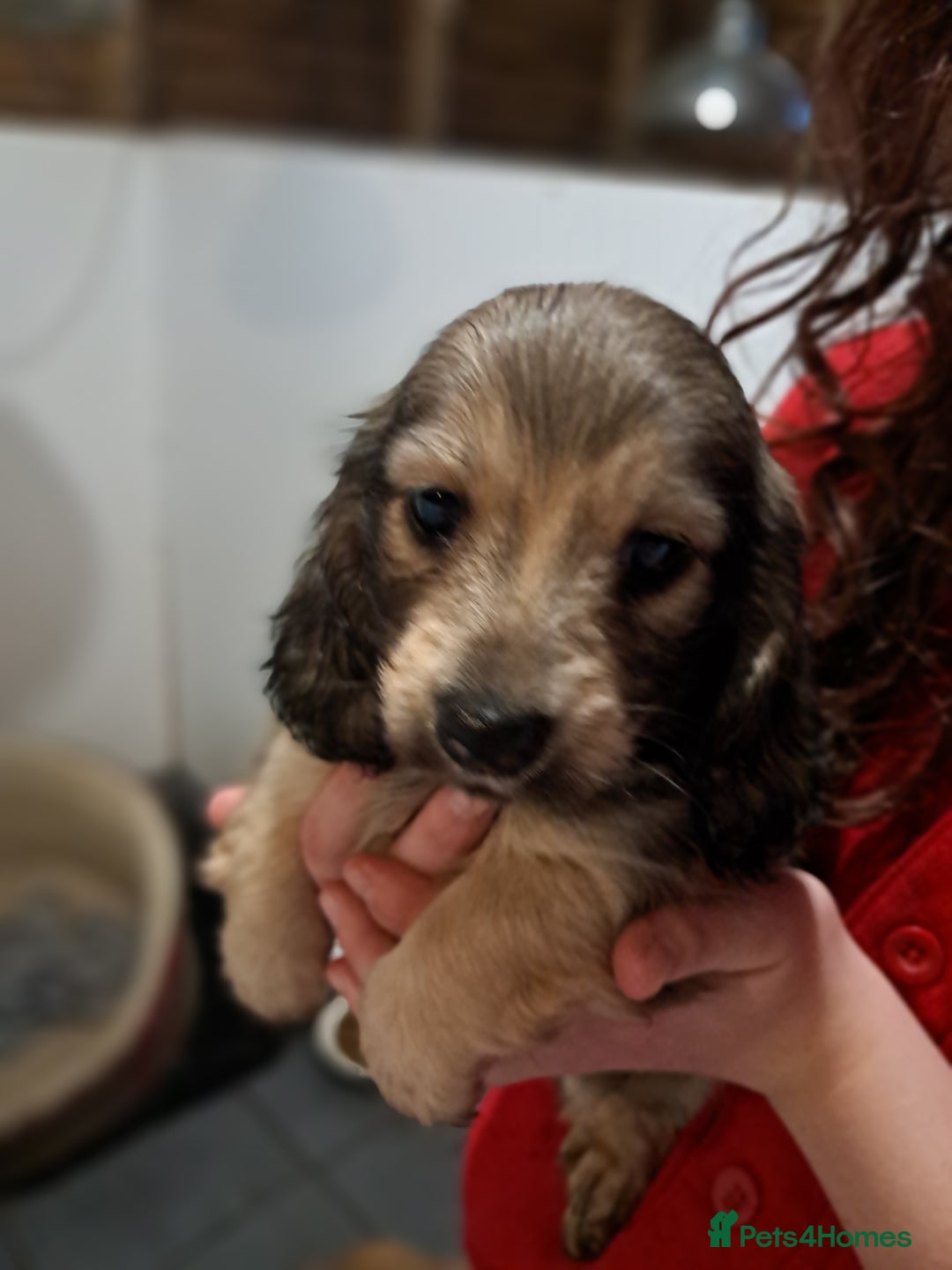 Miniature Dachshund dogs for sale: Minature long haired daschunds  - Advert 4