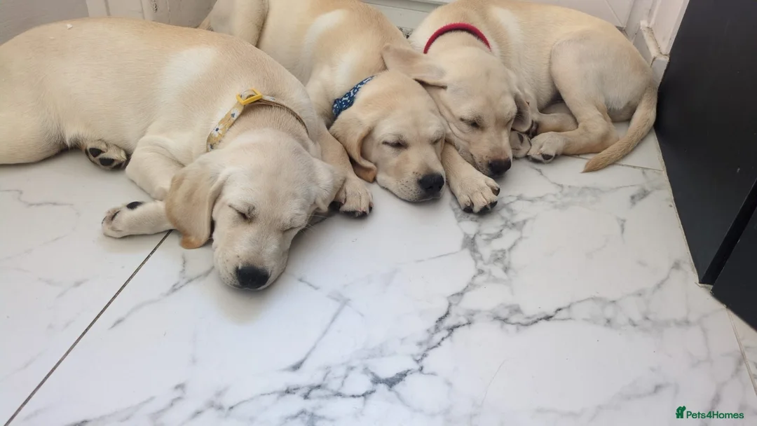 Labrador Retriever dogs for sale: 2X Beautiful lab boys available  - Advert 9