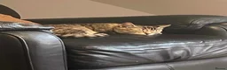 Mixed Breed cats for sale: Long and short haired tabby kittens  in Camborne - Advert 2