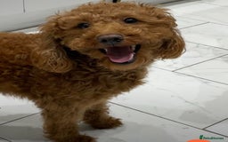 Labradoodle dogs for sale: Stunning F1bb miniature labradoodle puppies - Image 10