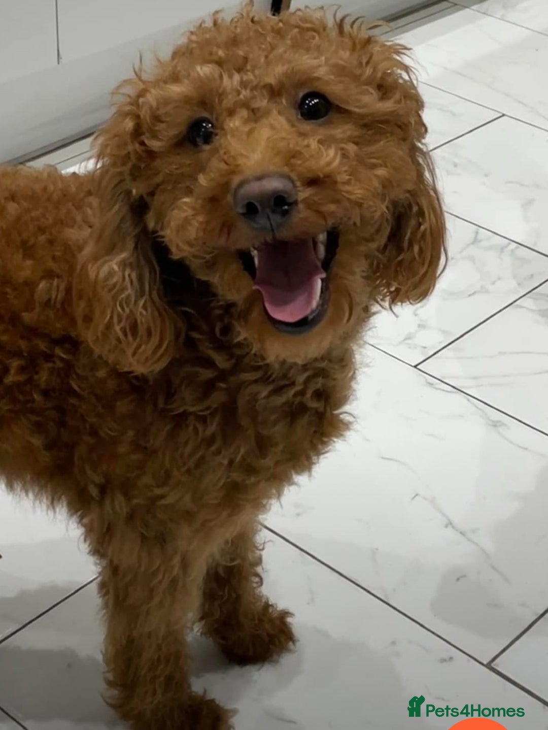 Labradoodle dogs for sale: Stunning F1bb miniature labradoodle puppies - Image 10