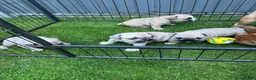 Mixed Breed dogs for sale: French bulldog/ British bulldog puppies  - Advert 17
