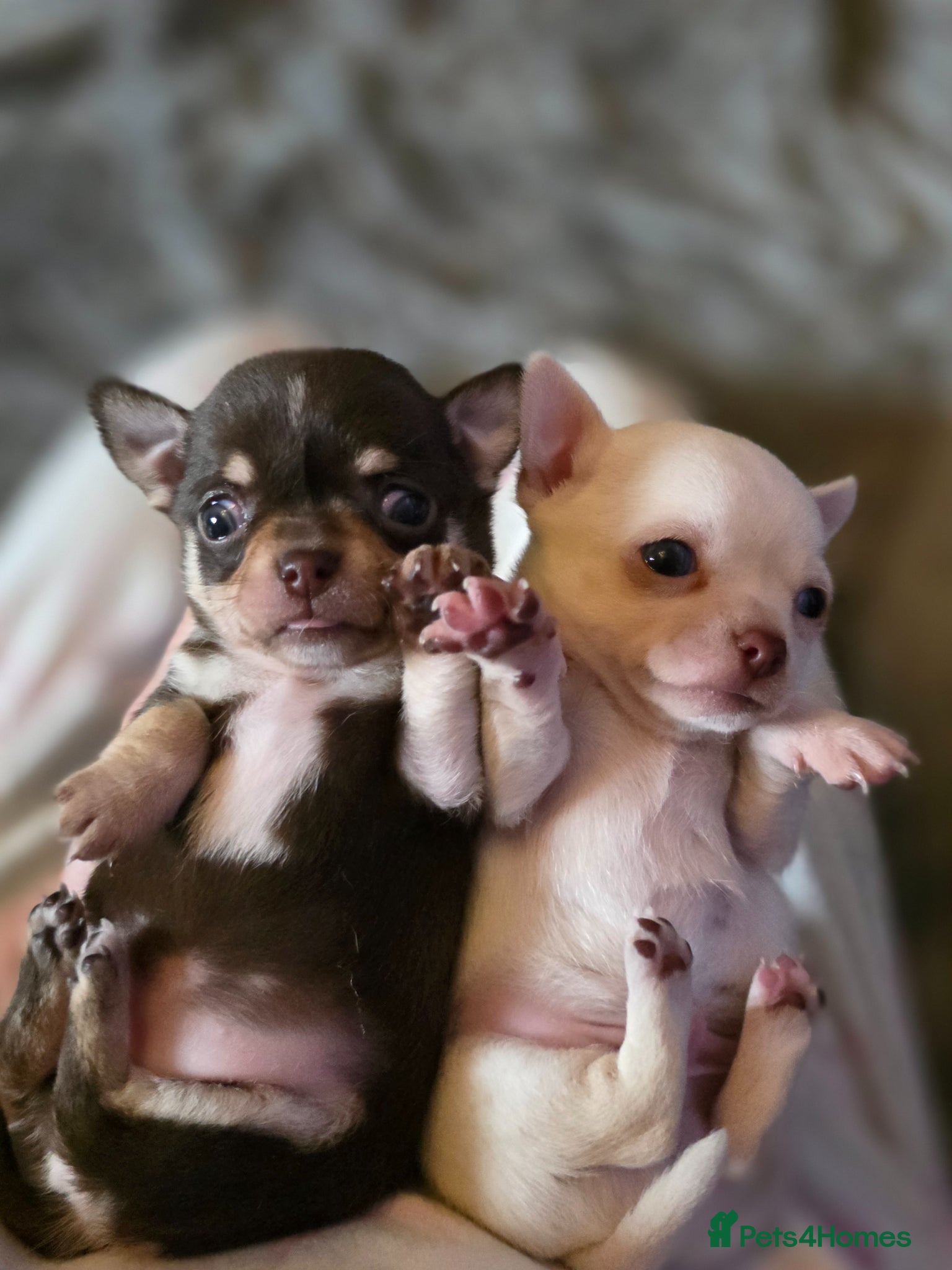 Chihuahua dogs Pedigree club registered chihuahua puppies - Advert 1