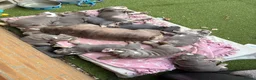 English Bulldog dogs for sale: September waiting list open  - Advert 9