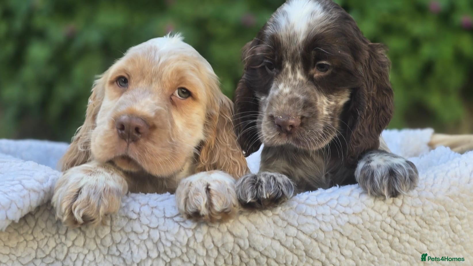 Cocker Spaniel dogs Cocker Spaniel Puppies  - Advert 1