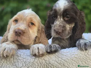 Cocker Spaniel dogs Cocker Spaniel Puppies - Advert 1