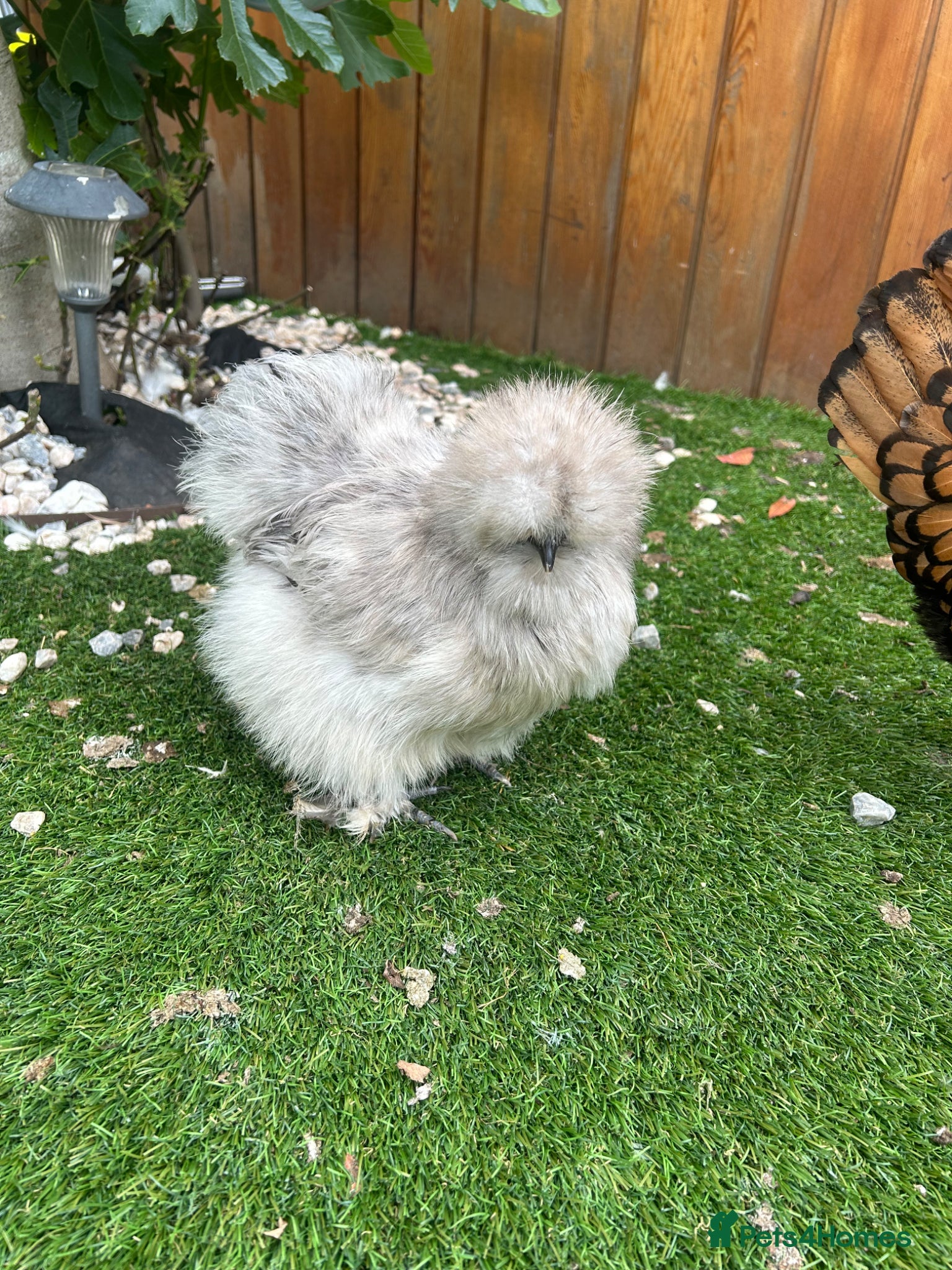 Chickens poultry Silkies - Advert 13