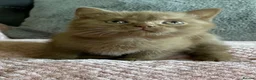 British Shorthair cats for sale: Adorable cinnamon British shorthair boy - Advert 5