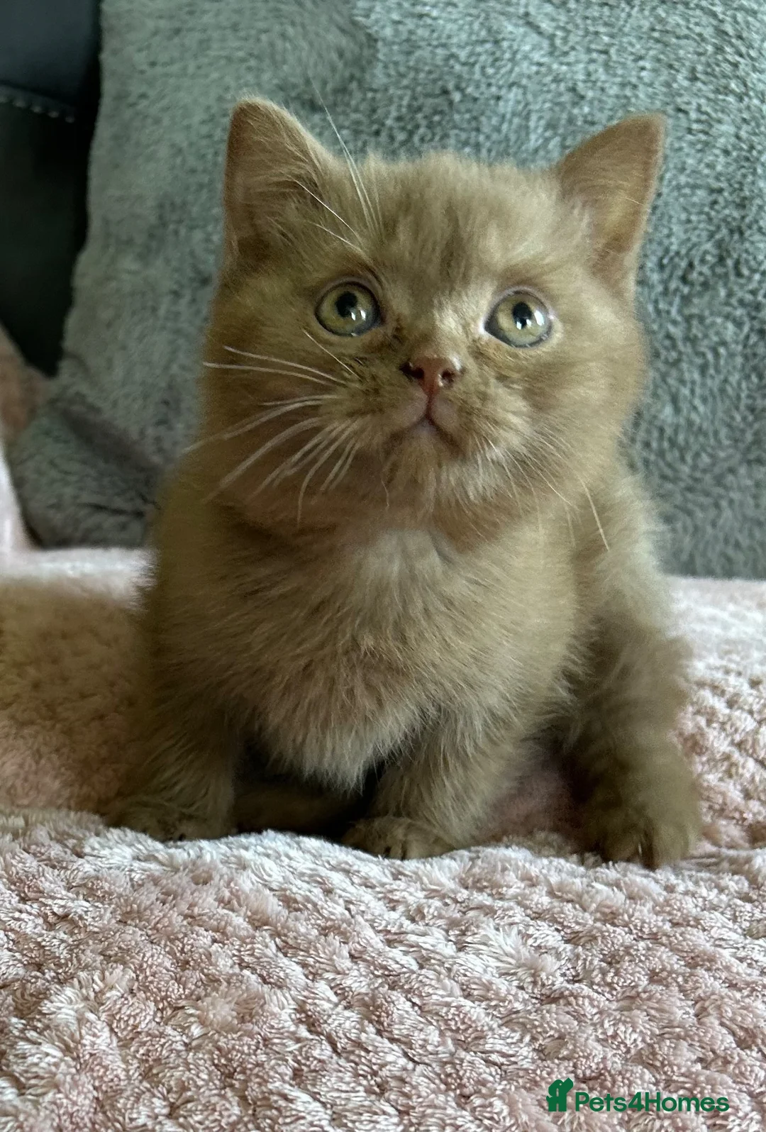 British Shorthair cats for sale: Adorable cinnamon British shorthair boy - Advert 5