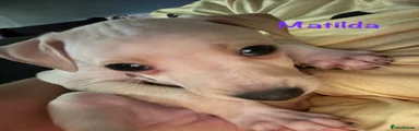 Italian Greyhound 3