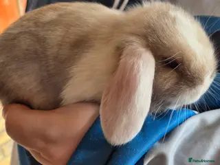 Mini Lop rabbits Adorable mini lops Ready to go now - Advert 17