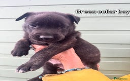 Mixed Breed dogs for sale: Stunning bullherder pups  - Image 9
