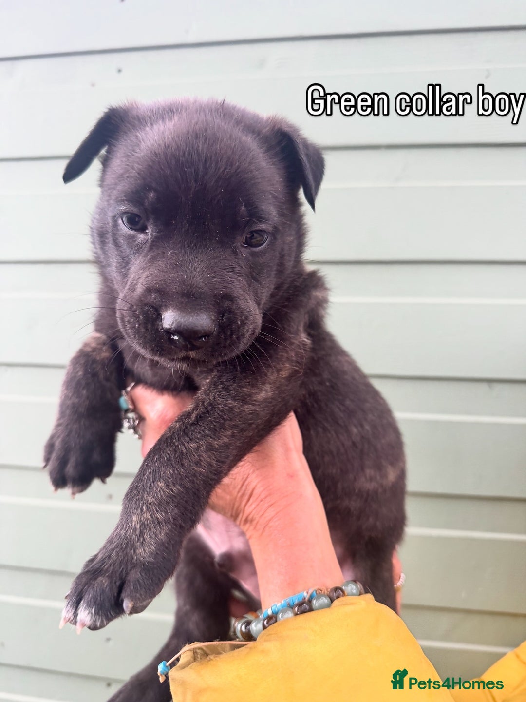 Mixed Breed dogs for sale: Stunning bullherder pups  - Image 9