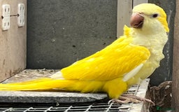 Parrots birds for sale: quaker - Advert 2