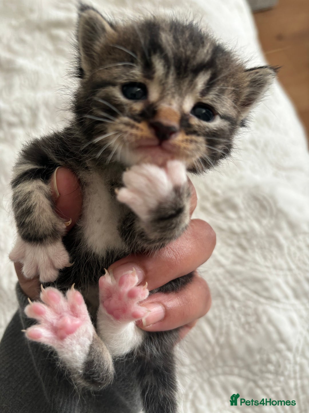 Maine Coon cats for sale: Adorable Kittens  - Image 6