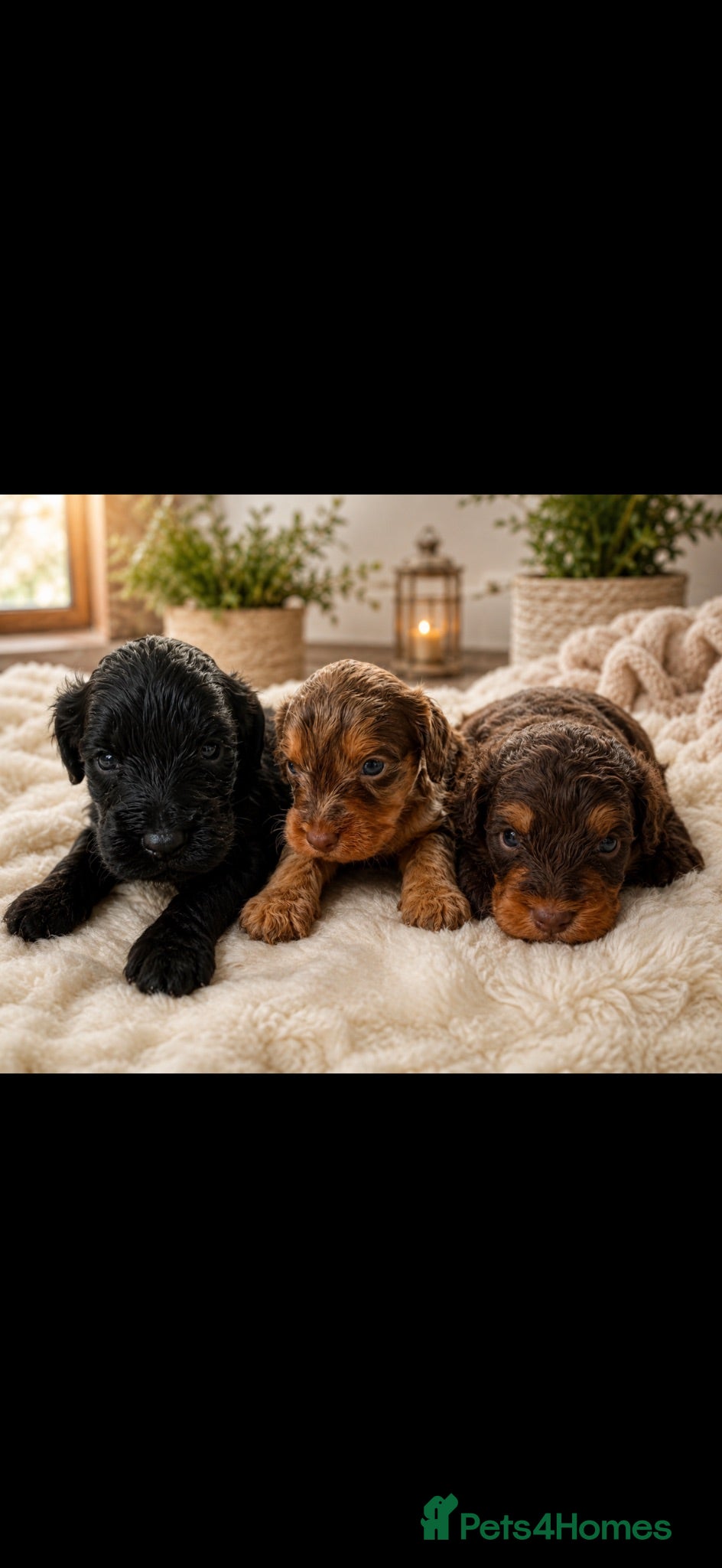 Cockapoo dogs Toy Cockapoo puppies girls and boys  - Advert 1