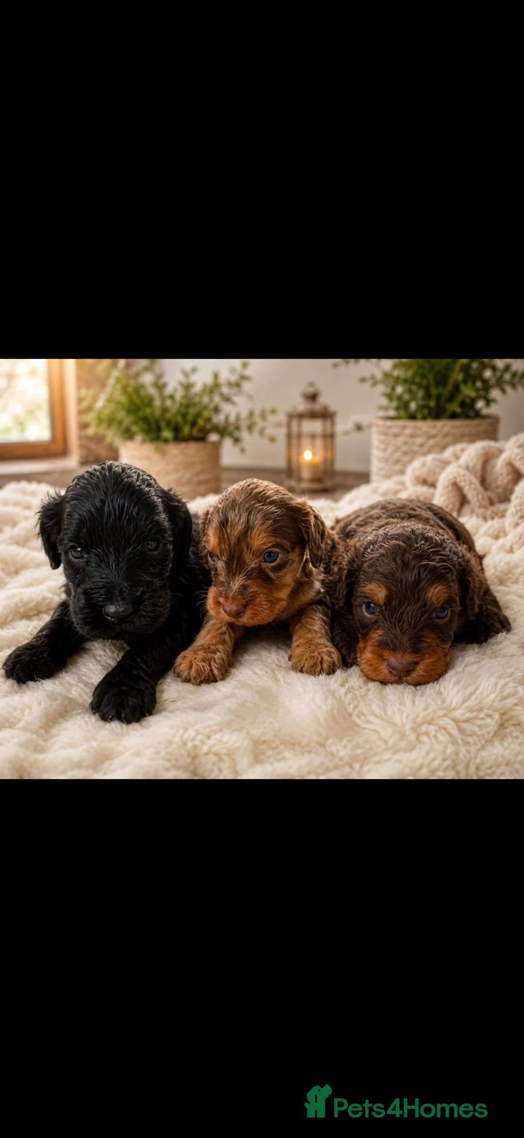 Cockapoo dogs for sale: F1BToy Cockapoo puppies 1full chocolate girl left  - Advert 2