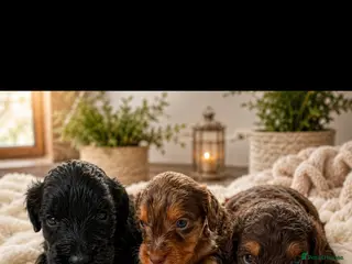 Cockapoo dogs Toy Cockapoo puppies girls and boys - Advert 1