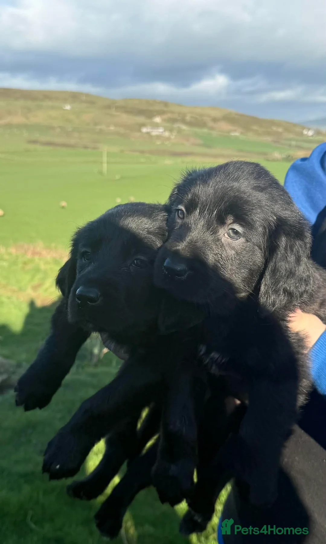 Labrador Retriever dogs for sale: Labrador x huntaway puppies ⭐️only 1 girl left⭐️ - Advert 6