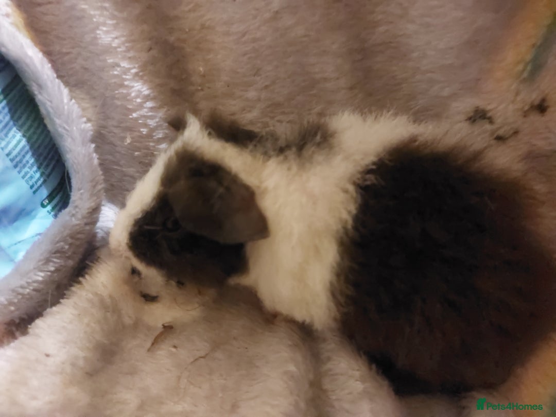 Guinea Pig rodents for sale: Beautiful guinea pigs  - Image 10