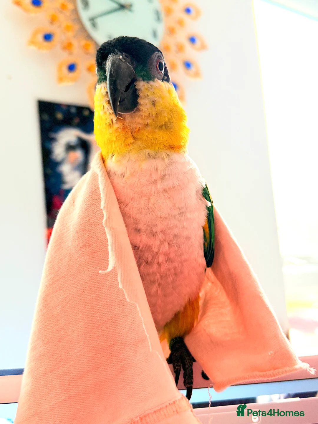 Parrots birds for sale: Mojo 4 year old Tame male Black Capp carique  - Advert 4