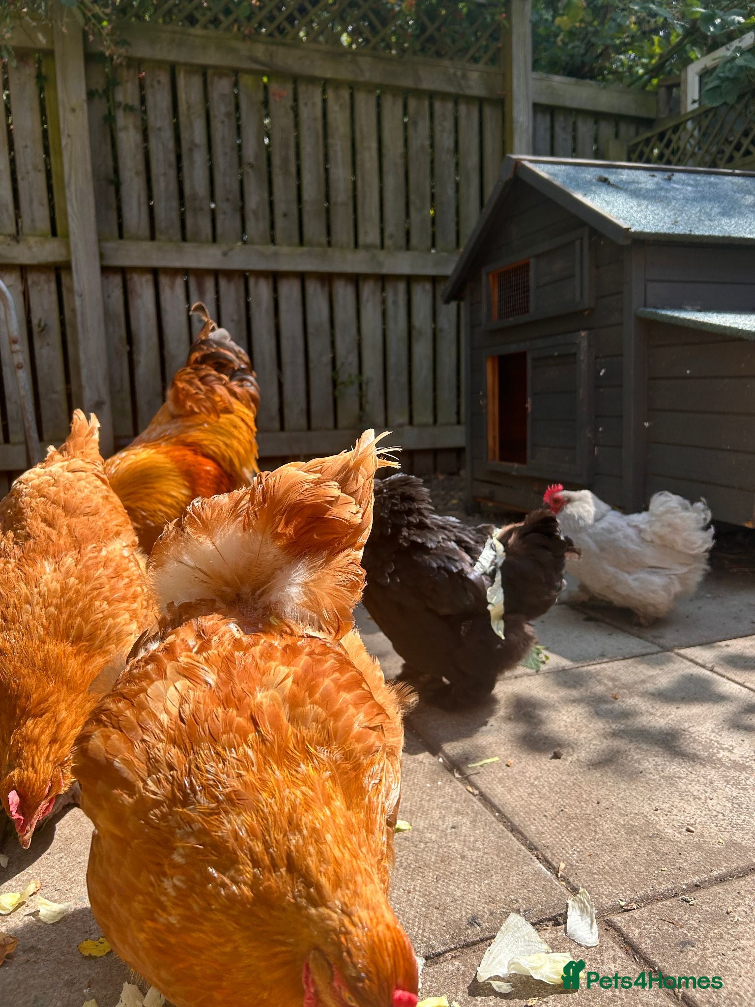 Chickens poultry 5 Chickens & Coop  - Advert 1