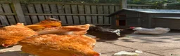 Chickens poultry for sale: 5 Chickens & Coop  - Advert 1