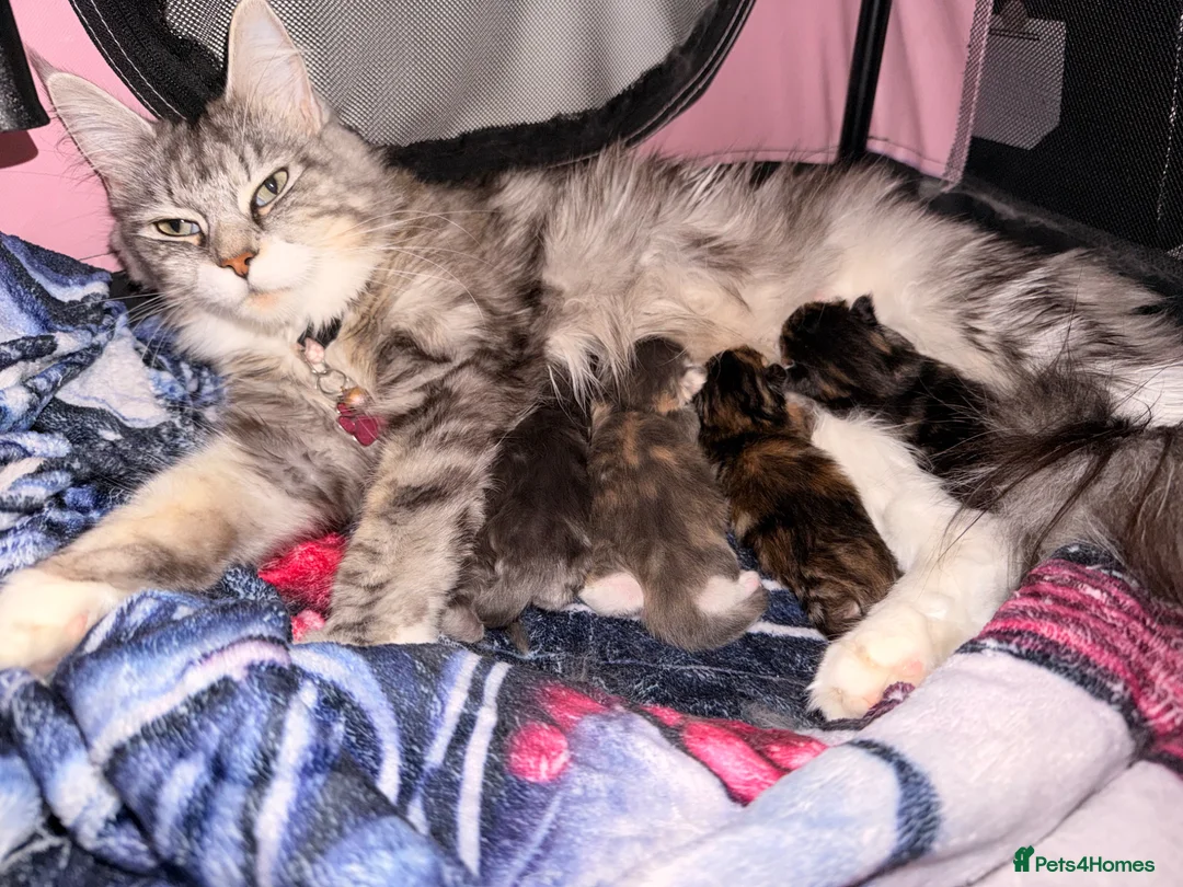 Maine Coon cats for sale: Mainecoon x ragdoll - Advert 1